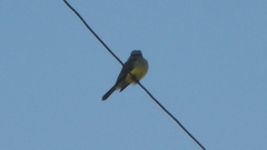 Tyrannus melancholicus