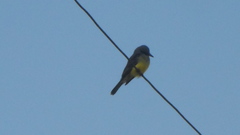 Tyrannus melancholicus