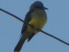 Tyrannus melancholicus