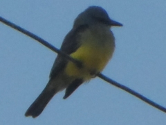 Tyrannus melancholicus
