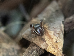 Harmochirus insulanus