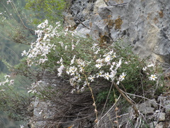 Chrysanthemum sinuatum