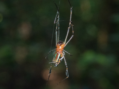 Leucauge tessellata