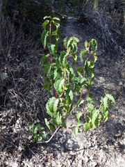 Cistus populifolius