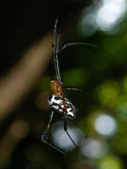 Leucauge tessellata