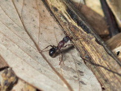 Stictoponera bicolor