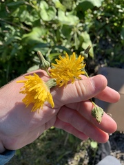 Sonchus arvensis uliginosus