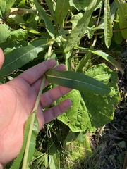 Sonchus arvensis uliginosus