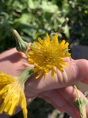 Sonchus arvensis uliginosus