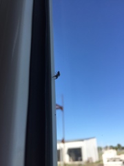 Dendryphantes mordax