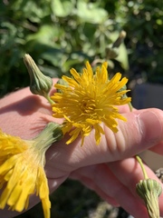 Sonchus arvensis uliginosus