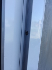 Dendryphantes mordax