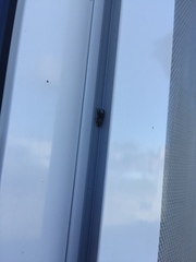 Dendryphantes mordax