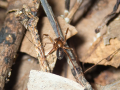 Phrurolithidae