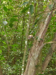 Caligo telamonius memnon