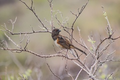 Pipilo maculatus socorroensis