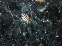 Prosoponoides sinense