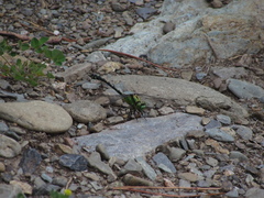 Ophiogomphus obscurus
