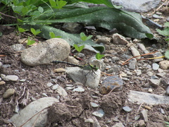 Ophiogomphus obscurus