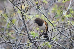 Pipilo maculatus socorroensis