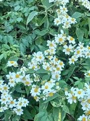 Montanoa leucantha