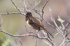Pipilo maculatus socorroensis