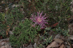 Isopogon dubius