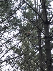 Accipiter rufiventris