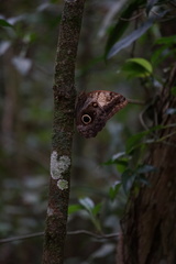 Caligo telamonius memnon