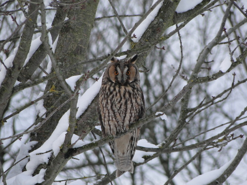Búho chico (Asio otus)