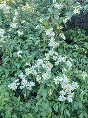Montanoa leucantha