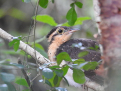 Dromococcyx phasianellus