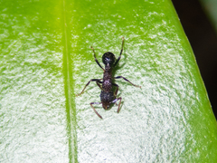 Stictoponera bicolor