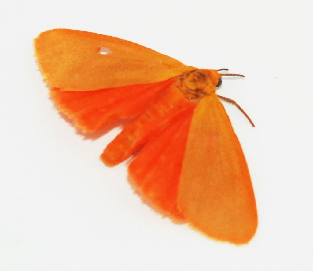 Ruddy Holomelina