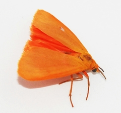 Virbia rubicundaria