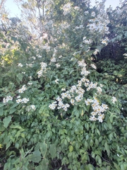 Montanoa leucantha