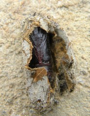 Acronicta rumicis
