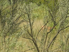 Raphicerus campestris steinhardti