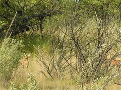 Raphicerus campestris steinhardti