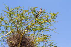 Corythaixoides concolor concolor