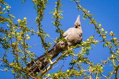Corythaixoides concolor concolor