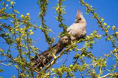Corythaixoides concolor concolor