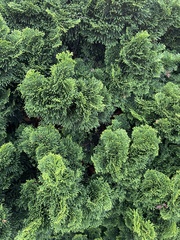 Chamaecyparis obtusa