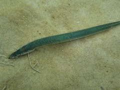 Hyperoplus lanceolatus