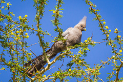 Corythaixoides concolor concolor
