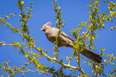 Corythaixoides concolor concolor
