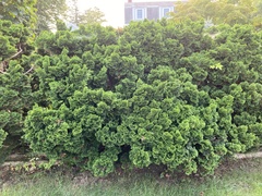 Chamaecyparis obtusa