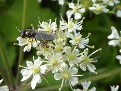 Platycheirus albimanus