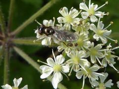 Platycheirus albimanus