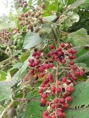 Rubus urticifolius